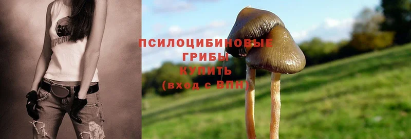 Галлюциногенные грибы Psilocybe  Новомичуринск 